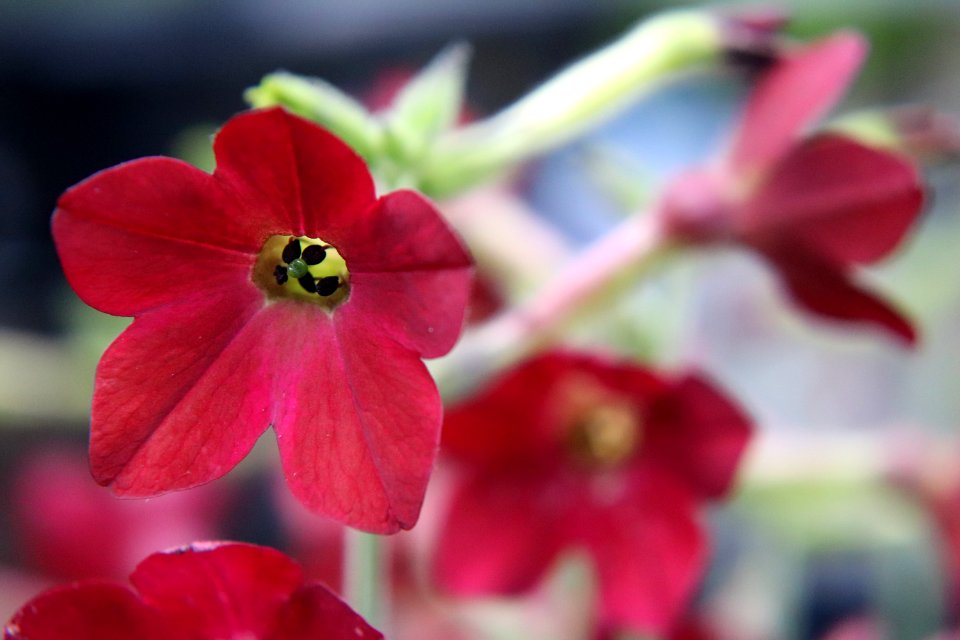 Nicotiana × sanderae public domain IMG 6516--