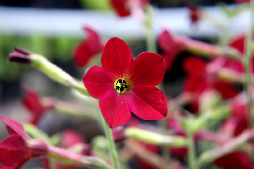 Nicotiana × sanderae public domain IMG 6610-