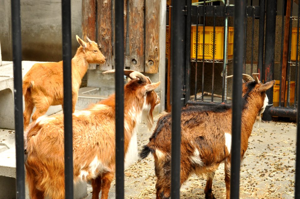 Omiya park zoo 007