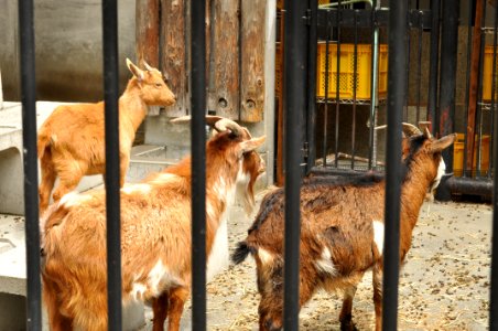 Omiya park zoo 007