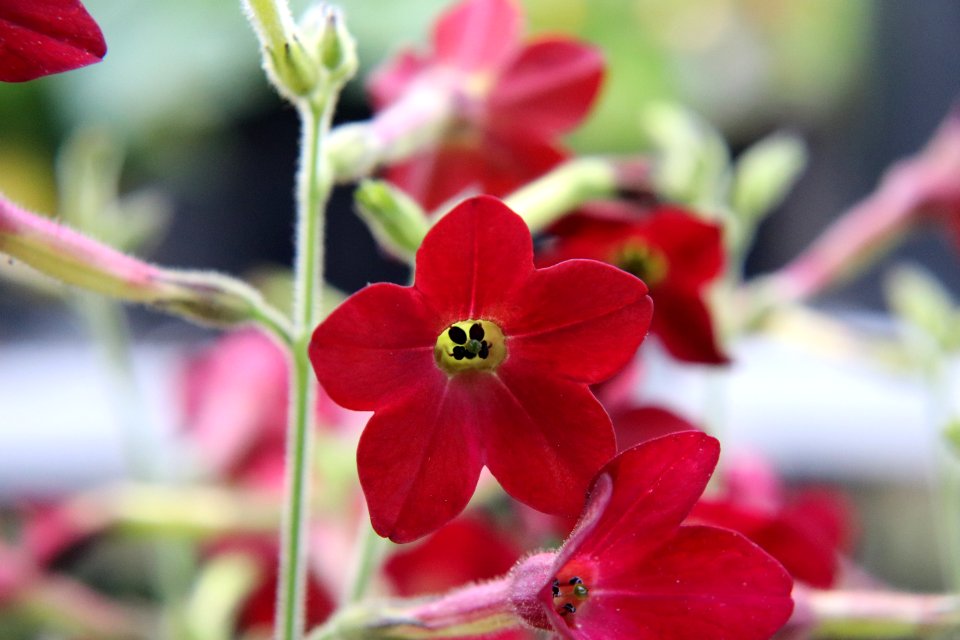 Nicotiana × sanderae public domain IMG 6579-