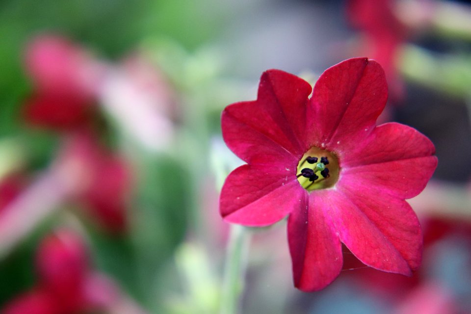 Nicotiana × sanderae public domain IMG 6528-