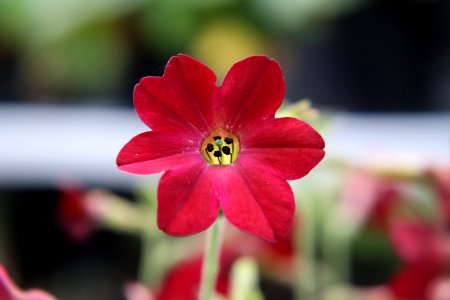 Nicotiana × sanderae public domain IMG 6618-