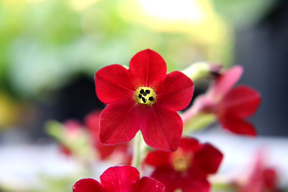 Nicotiana × sanderae public domain IMG 6589-