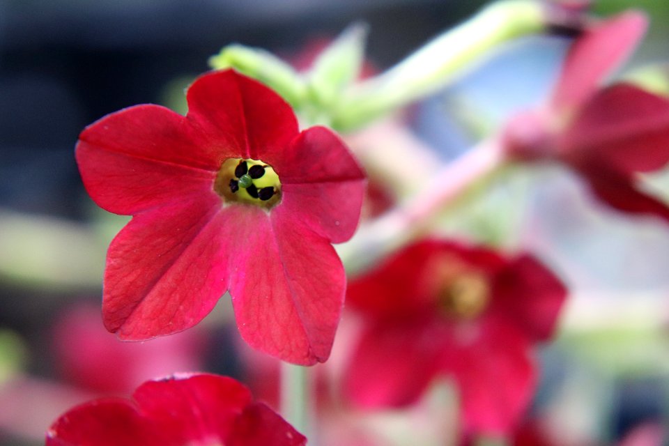 Nicotiana × sanderae public domain IMG 6512--