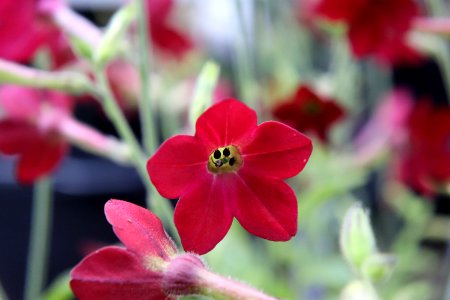 Nicotiana × sanderae public domain IMG 6627-