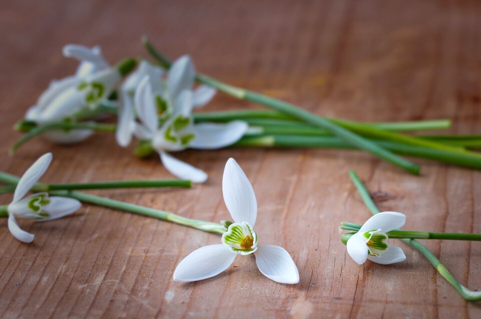 Flowers white signs of spring