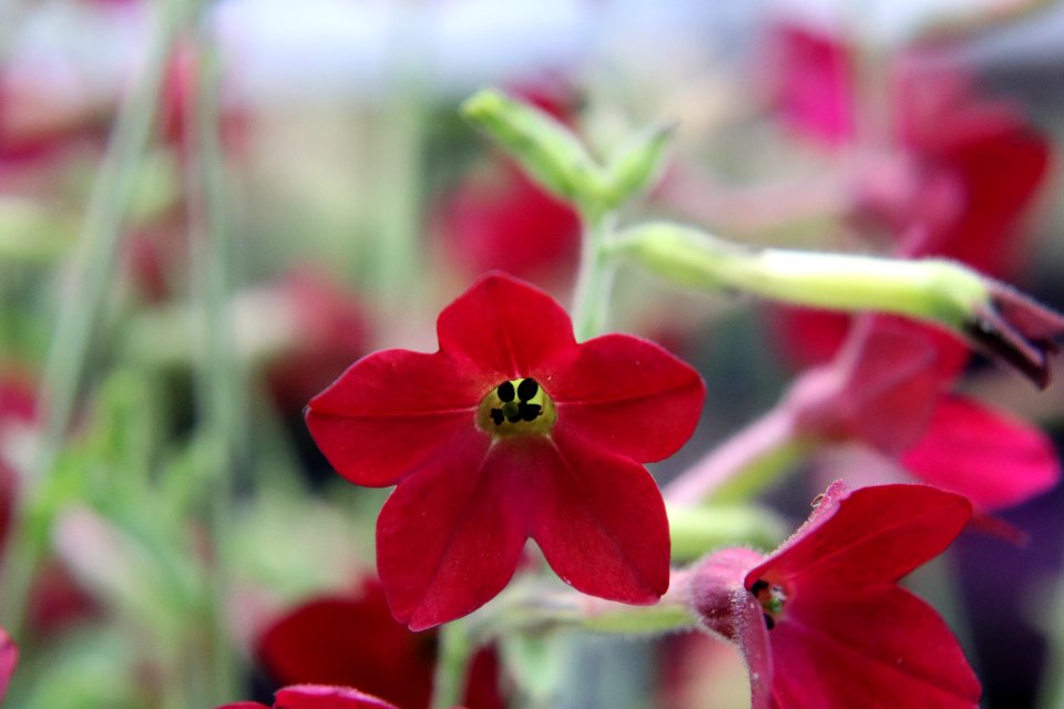 Nicotiana × sanderae public domain IMG 6585-