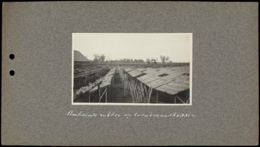 Omheinde rubber op tabakszaadbedden aanplant en kweek van jonge rubberbomen. Ta, Bestanddeelnr 805 10