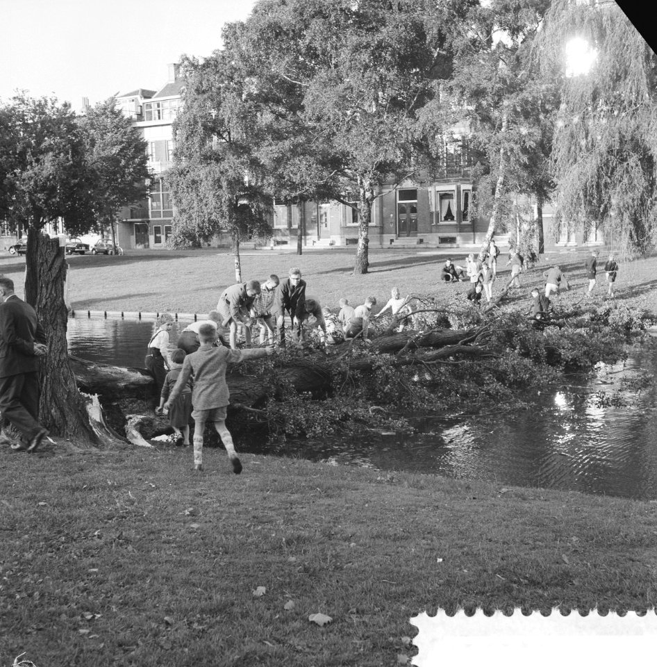 Omgewaaide populier aan de Heemraadssingel te Rotterdam, Bestanddeelnr 912-8205