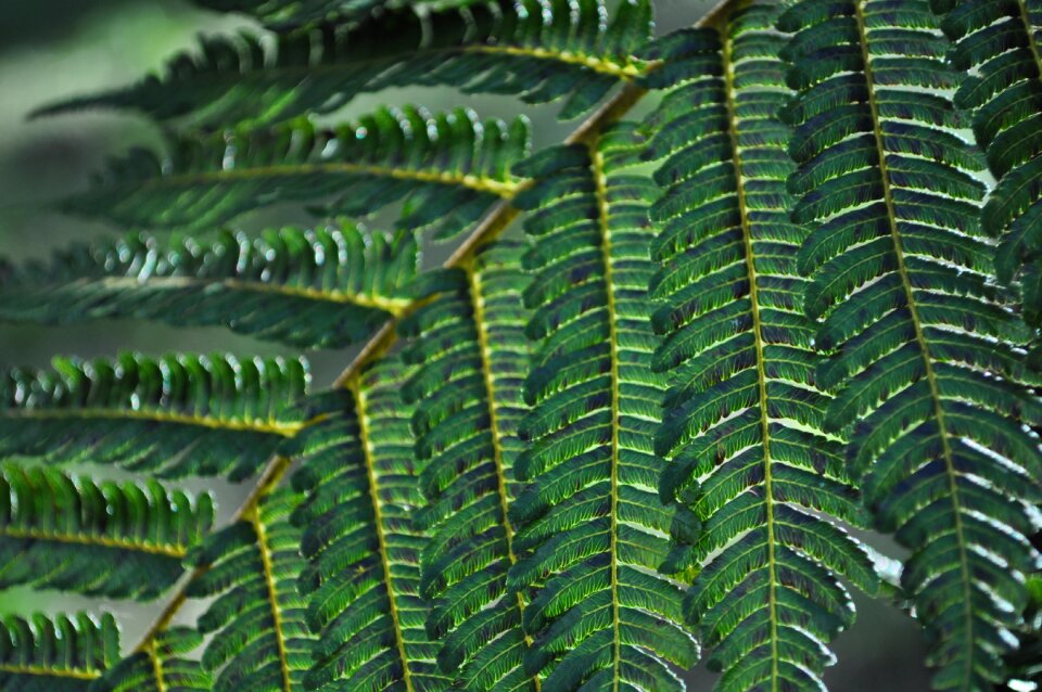 Vegetation plant landscape