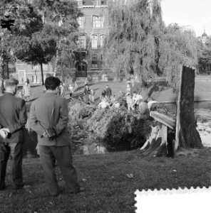 Omgewaaide populier aan de Heemraadssingel te Rotterdam, Bestanddeelnr 912-8203