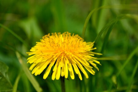 Yellow macro bright photo