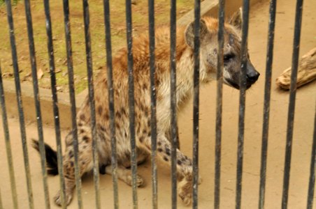 Omiya park zoo 006