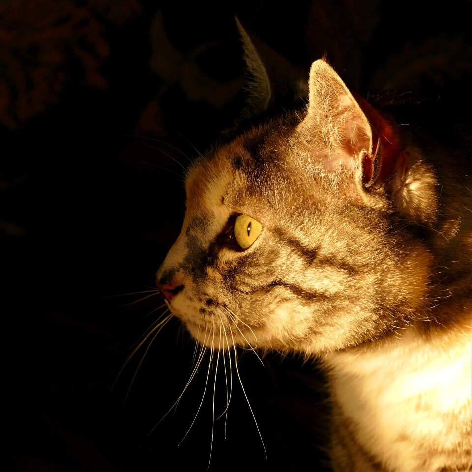 Close up cat face domestic cat