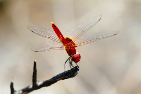 Macro outdoors wildlife