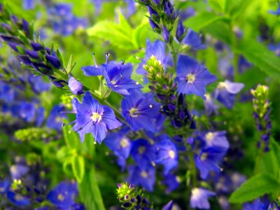 Blue plant garden
