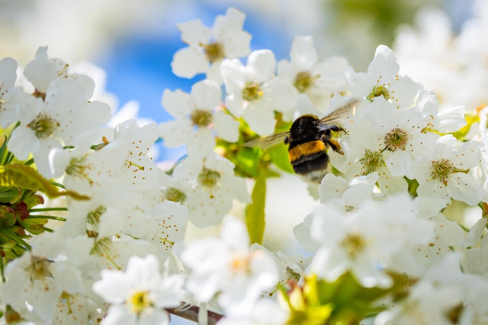 Insect pollen nature
