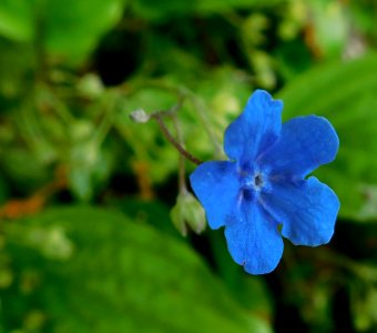Omphalodes cappadocica 4