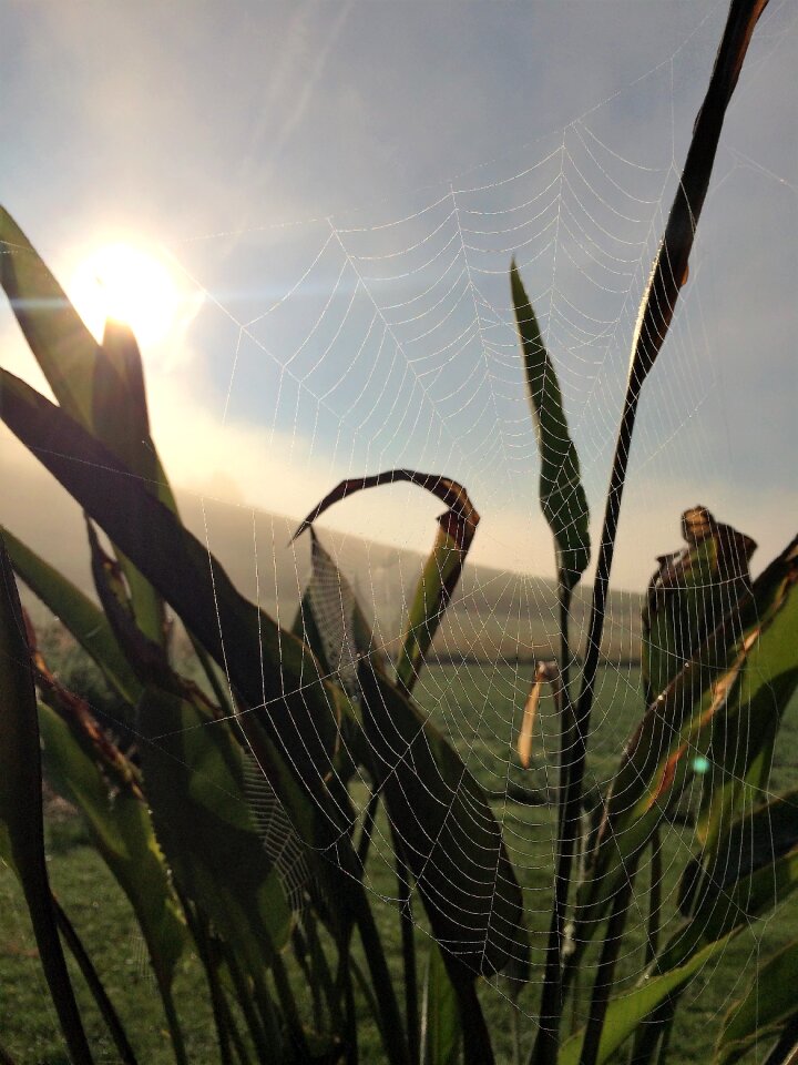 Web spider dew