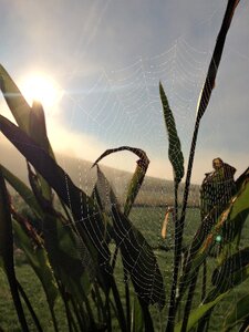 Web spider dew photo