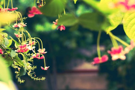 One Flower At A Time (162706529)