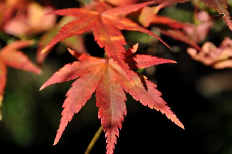 Nature foliage warm