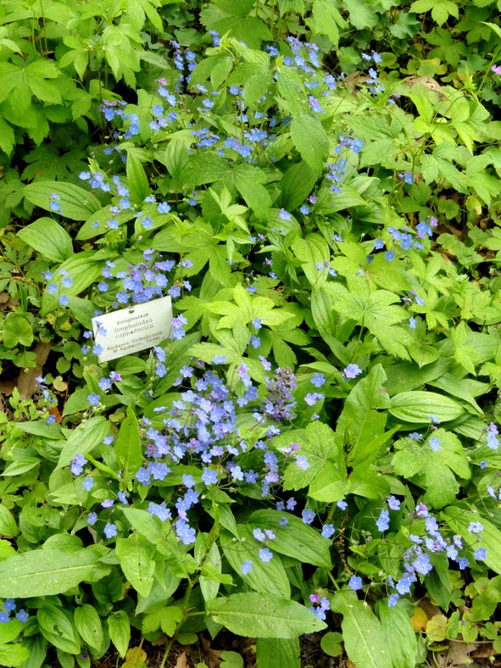 Omphalodes cappadocica - Botanischer Garten Freiburg - DSC06456