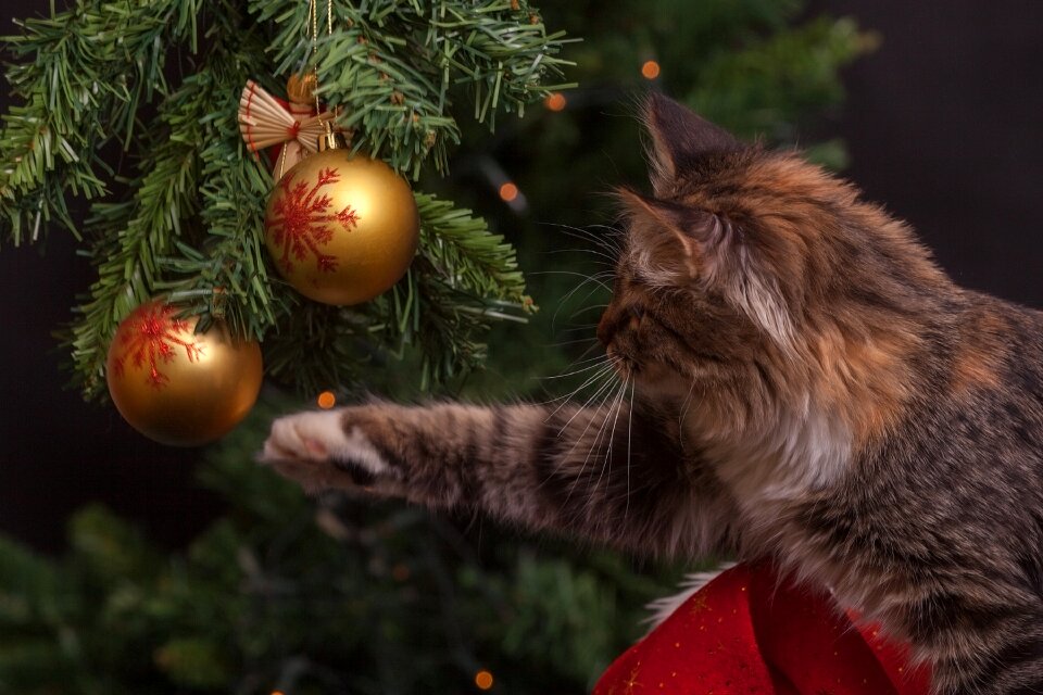 Christmas tree ball red