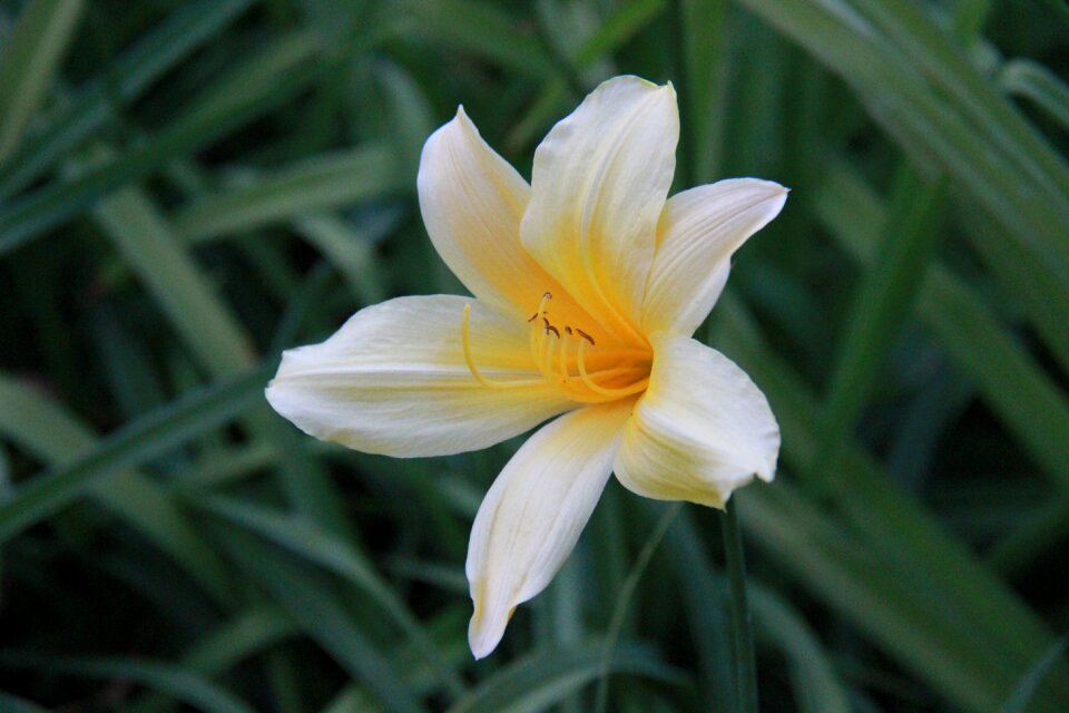 Yellow orange yellow flowers