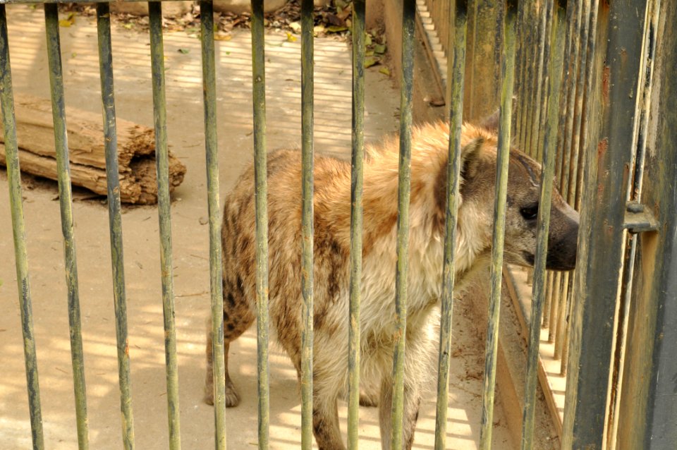 Omiya park zoo 005