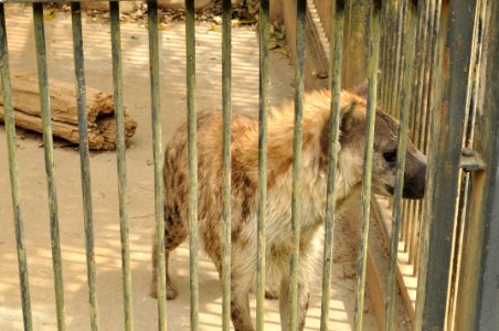 Omiya park zoo 005