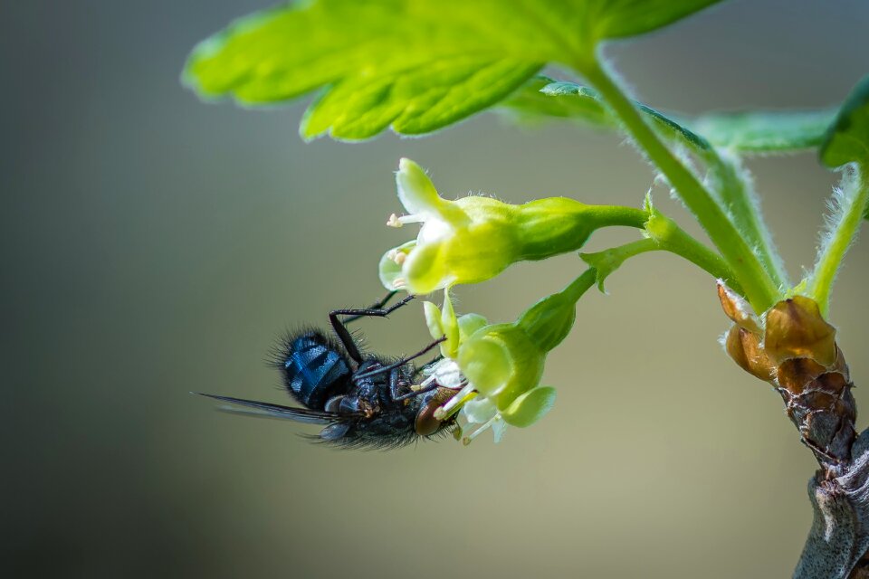 Bluebottle blue blowfly gooseberry flower