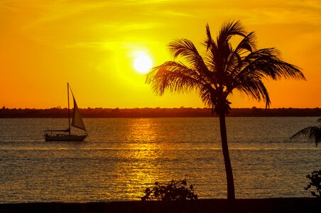 Sailboat palmtree ocean