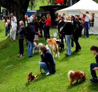 Olympiapark Bavarai Dog 2011 photo