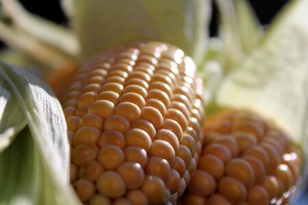 Vegetables food autumn