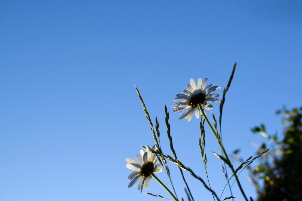 Himmel summer flower