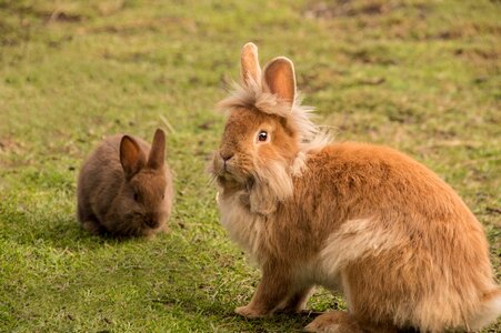 Bunny dwarf rabbit ears
