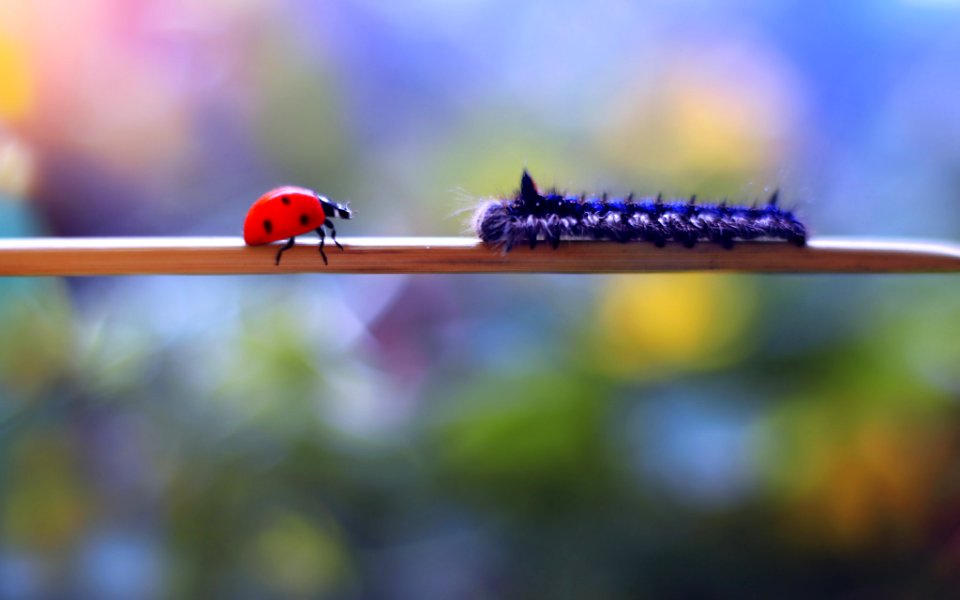 One Day A Little Ladybug Met A Kind Kind Caterpillar (210519545)