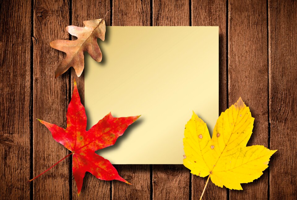 Fall foliage fall color golden autumn