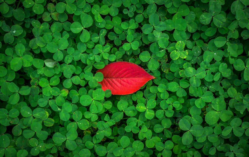 Herb shamrock clover