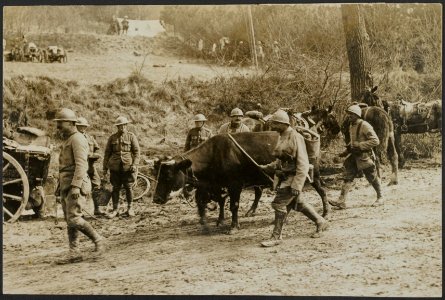 On the Anglo-French Front. French soldiers bringing in abandoned cows, Bestanddeelnr 158-2734