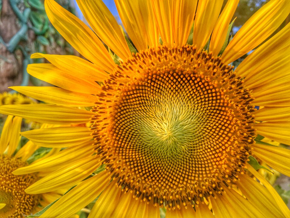 Nature yellow flower garden