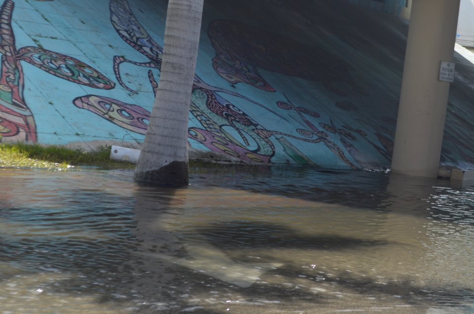 Omni Downtown Miami tidal flooding October 17 2016 morning high tide 09