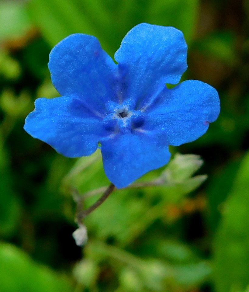 Omphalodes cappadocica 3