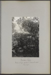 Onder Bandar Negri. Hevea-aanplant geplant December 1910. Mei 1914, Bestanddeelnr 847 14