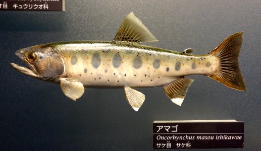 Oncorhynchus masou ishikawae - National Museum of Nature and Science, Tokyo - DSC06854