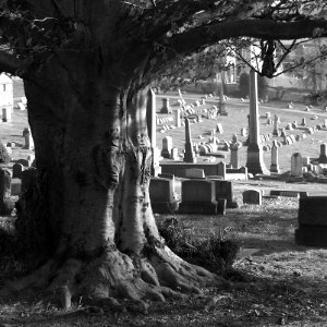 Old tree, South Side Cemetery, 2020-12-10, bw