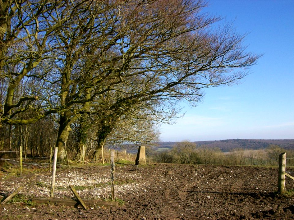 On the Downs above East Dean