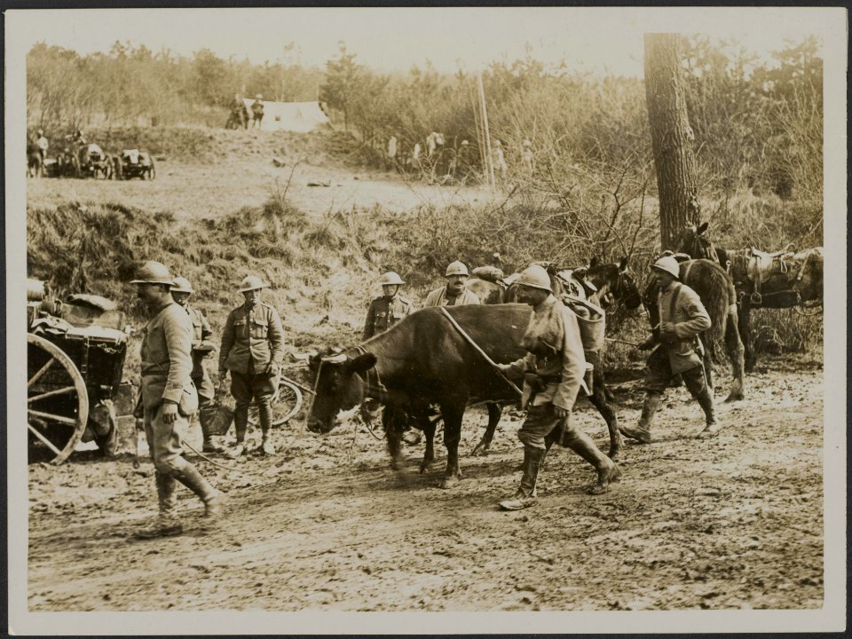 On the Anglo-French Front. French soldiers bringing in abandoned cows, Bestanddeelnr 158-1755